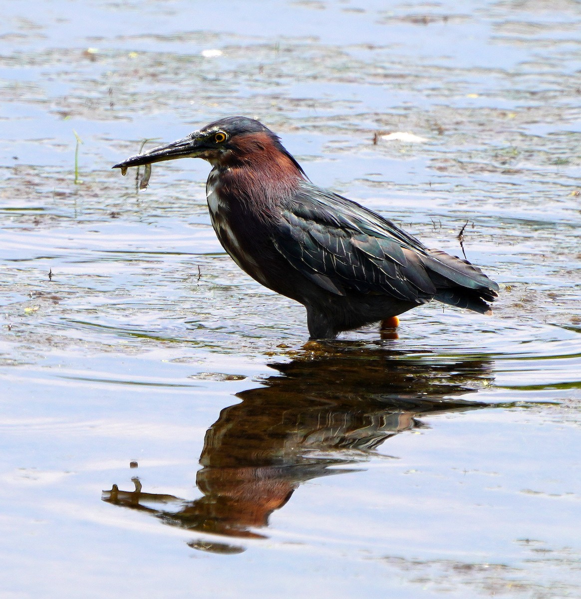 Green Heron - ML621878960