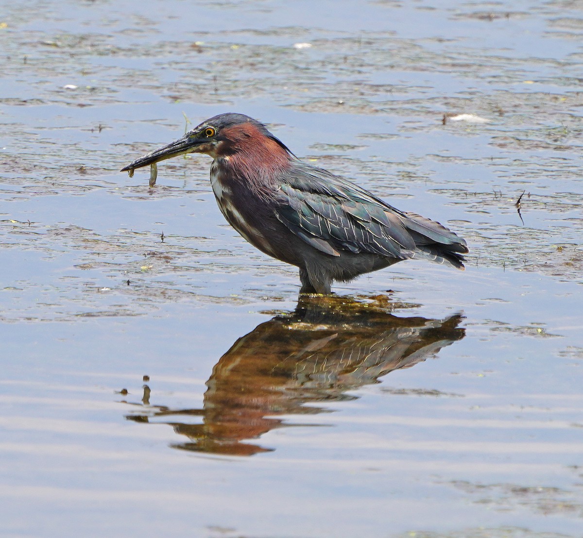 Green Heron - ML621878961