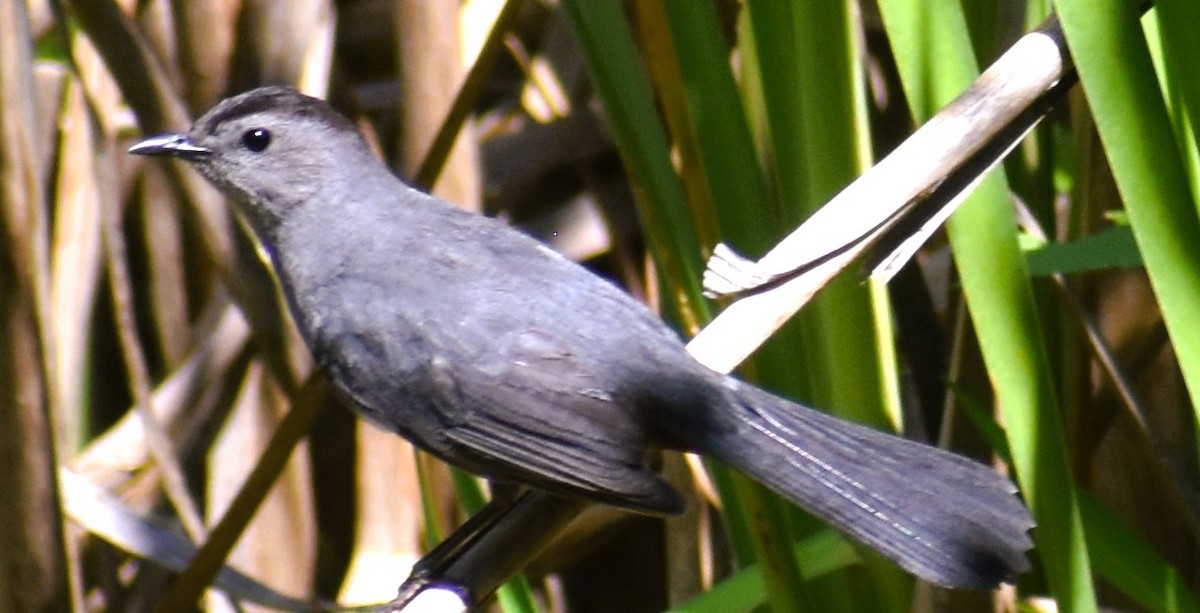 Gray Catbird - ML621878968