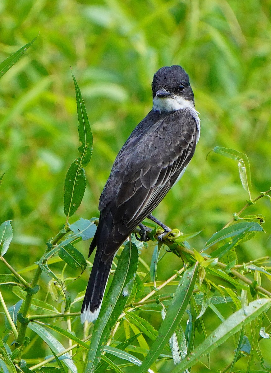 Eastern Kingbird - ML621878973