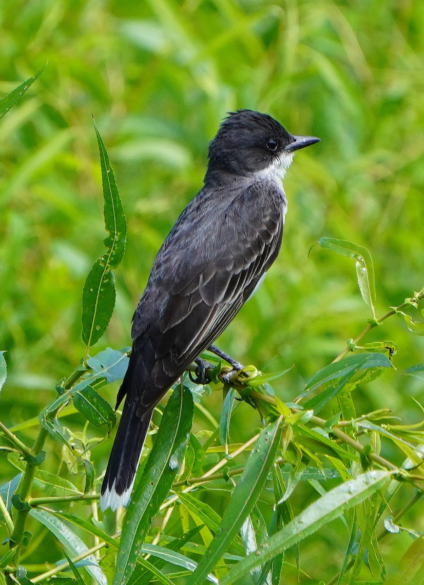 Eastern Kingbird - ML621878974