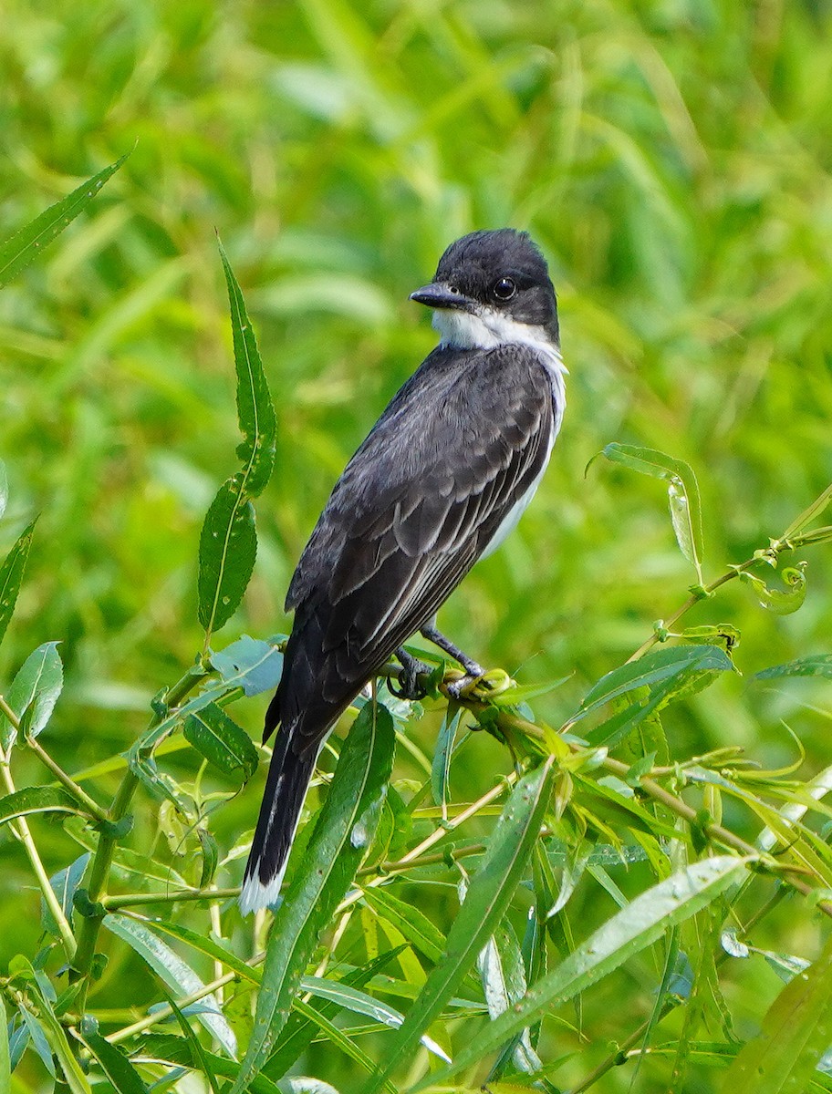 Eastern Kingbird - ML621878975