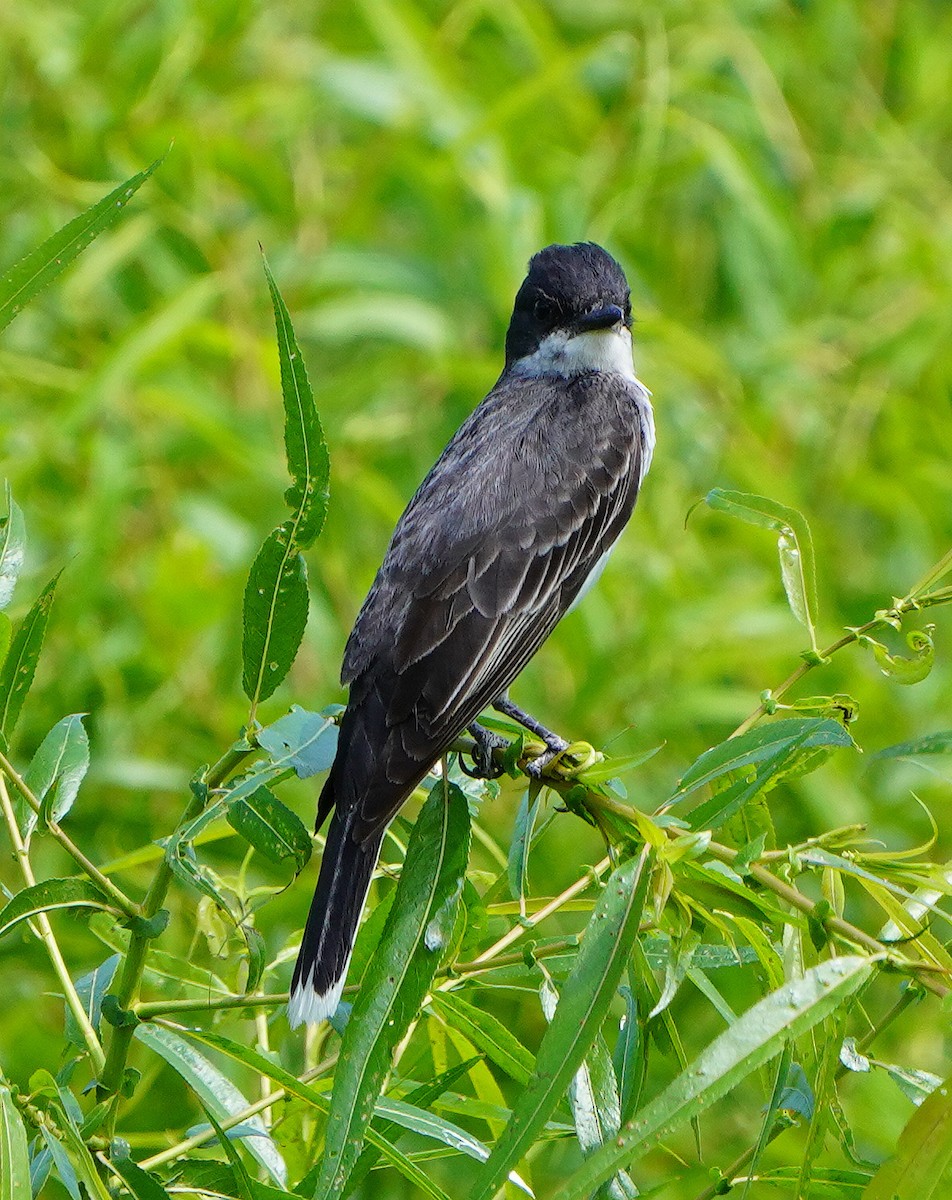 Eastern Kingbird - ML621878976