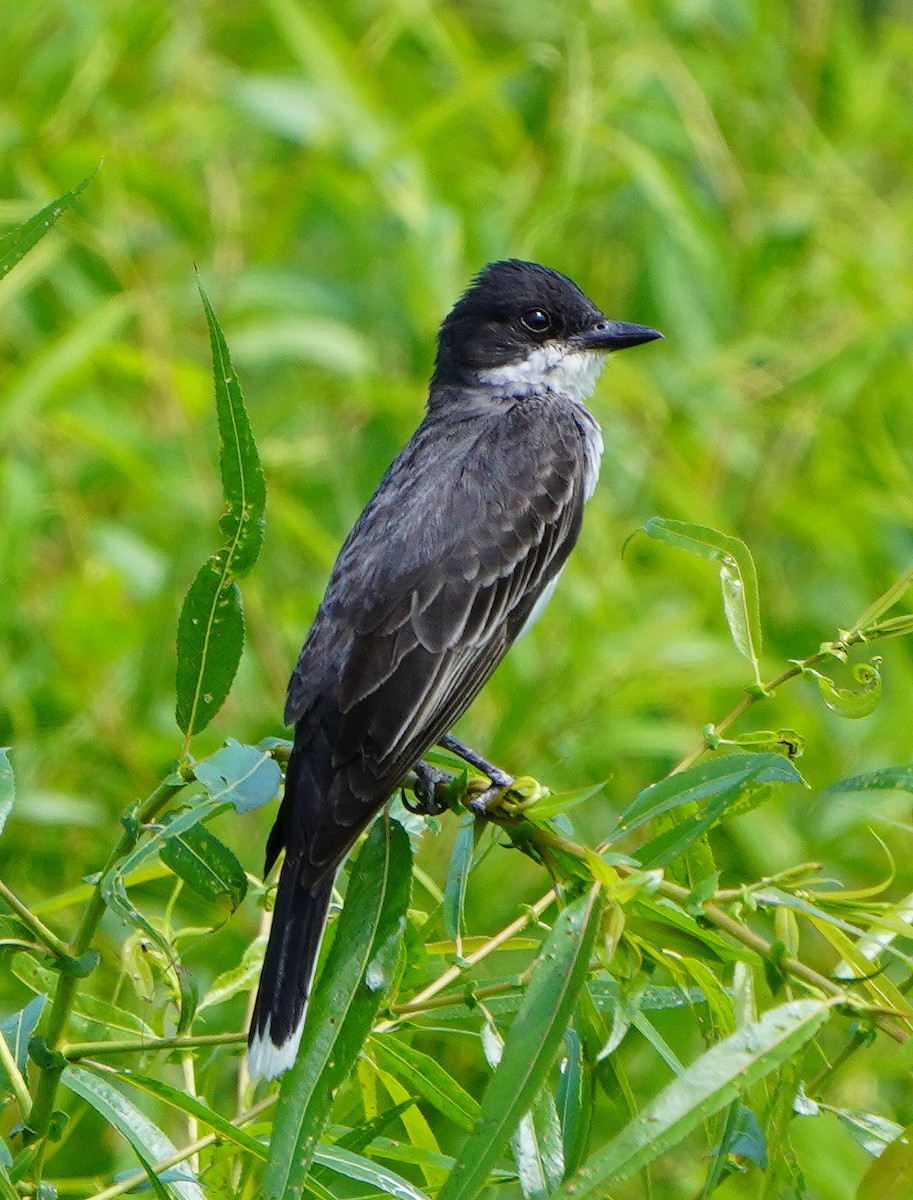 Eastern Kingbird - ML621878977