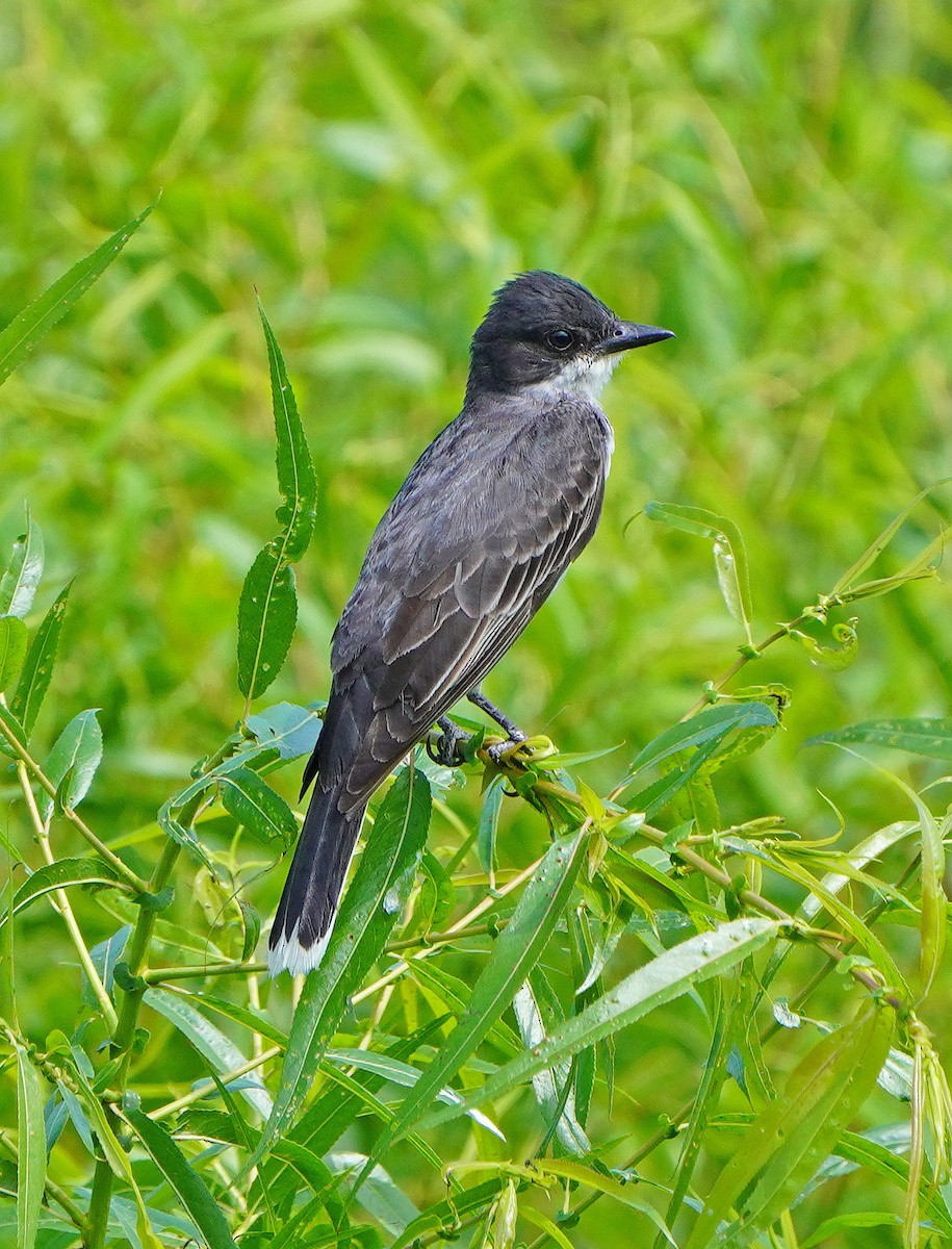 Eastern Kingbird - ML621878978