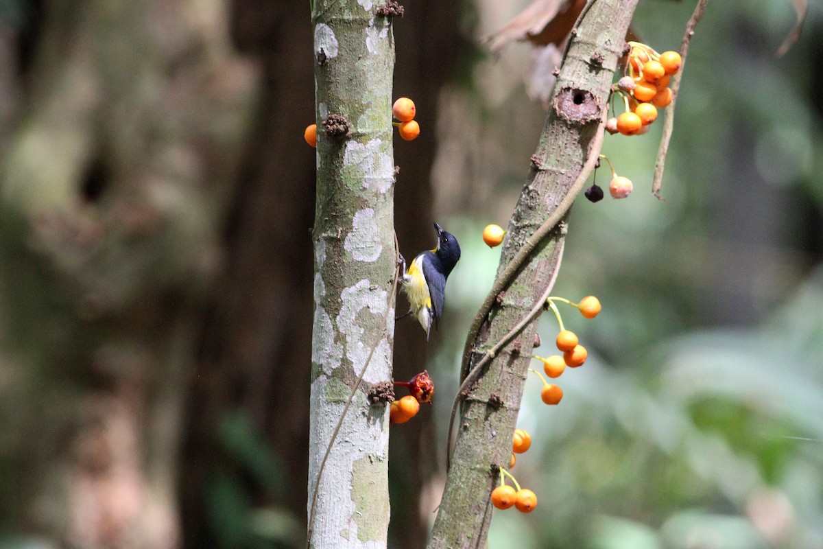 Palawan Flowerpecker - Rainer Seifert