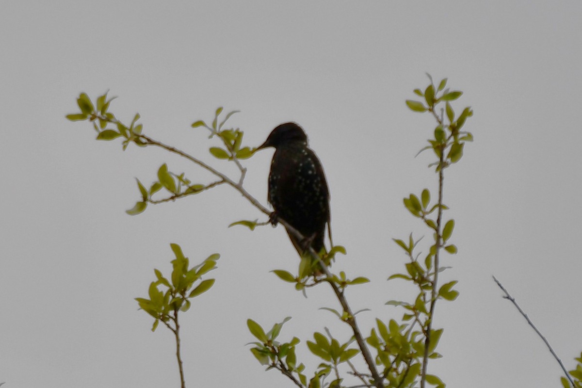 European Starling - ML621879020