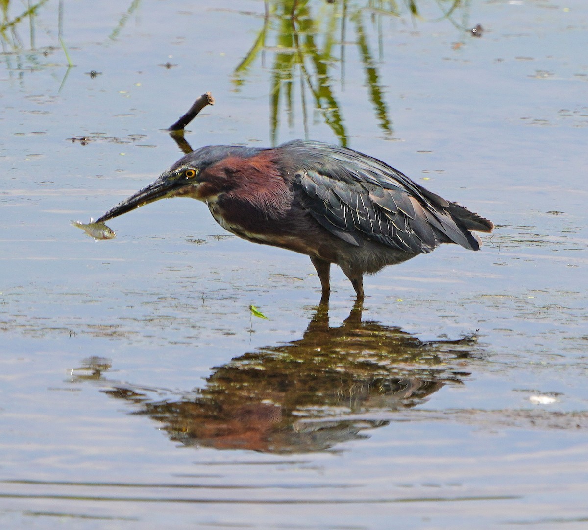 Green Heron - ML621879032