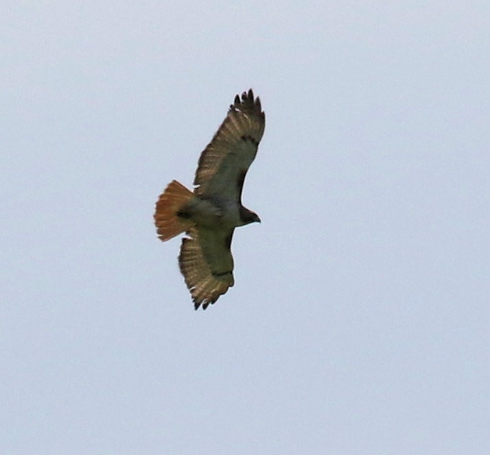 Red-tailed Hawk - ML621879044