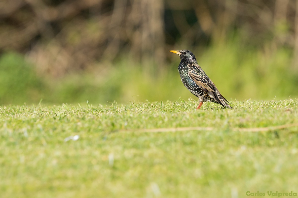 European Starling - Carlos Valpreda