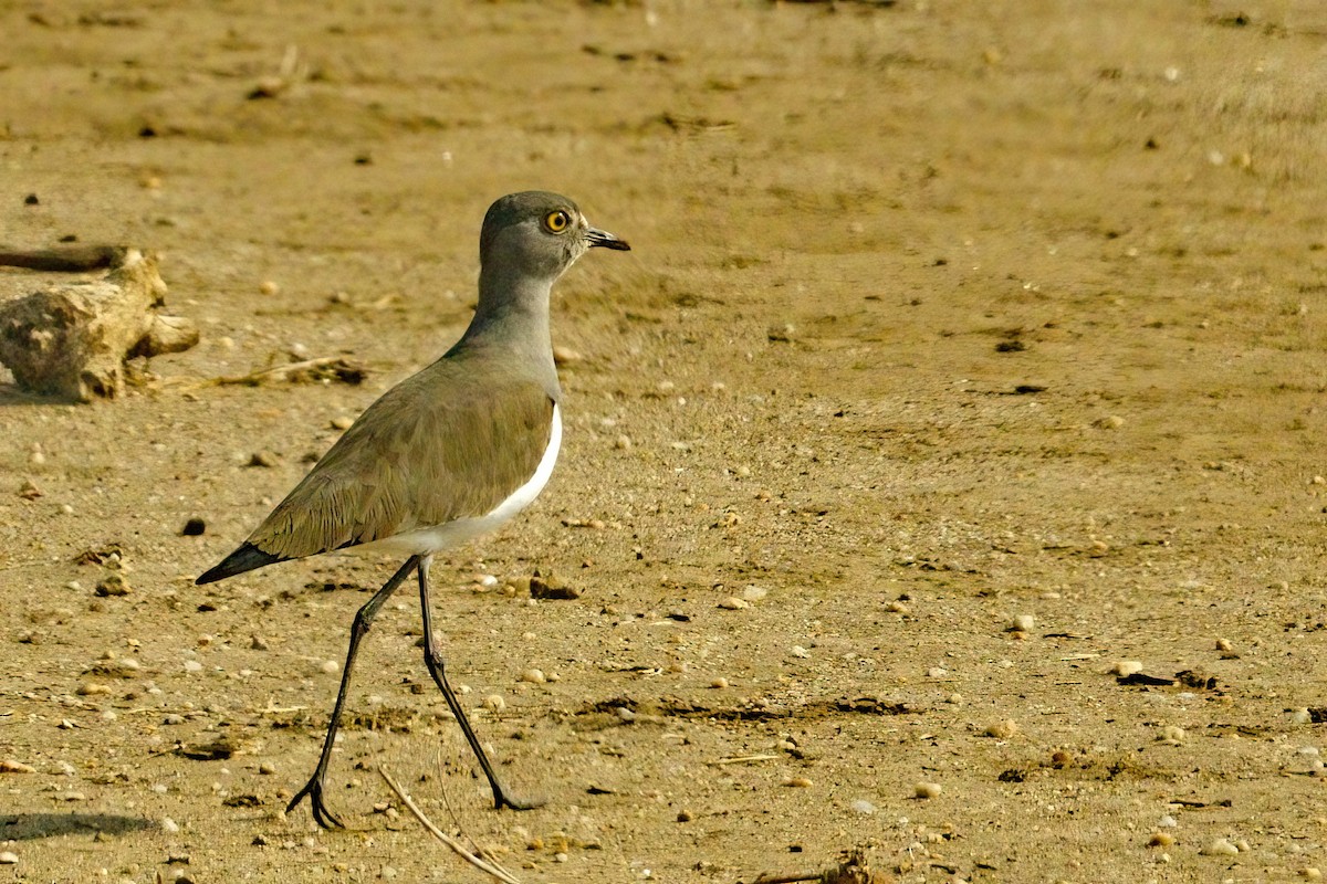 Senegal Lapwing - ML621879052