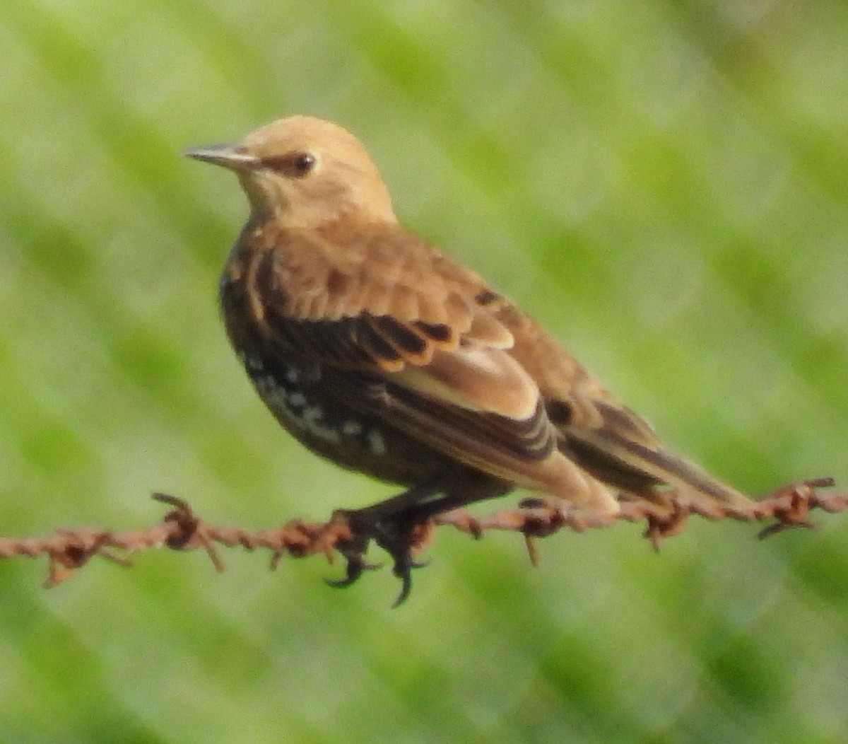 European Starling - ML621879054