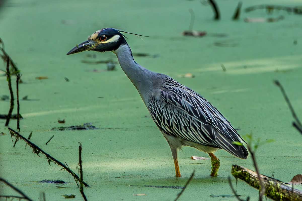Yellow-crowned Night Heron - ML621879059