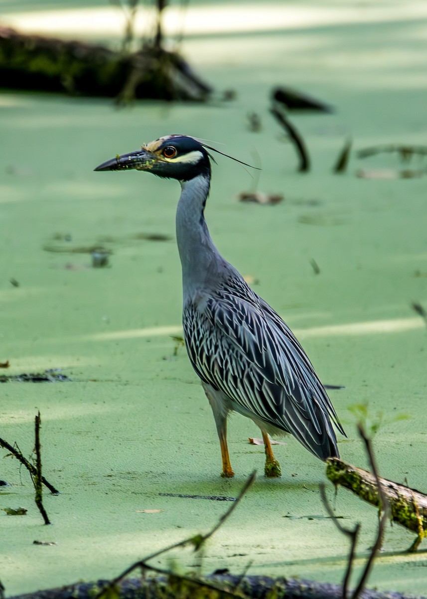 Yellow-crowned Night Heron - ML621879060