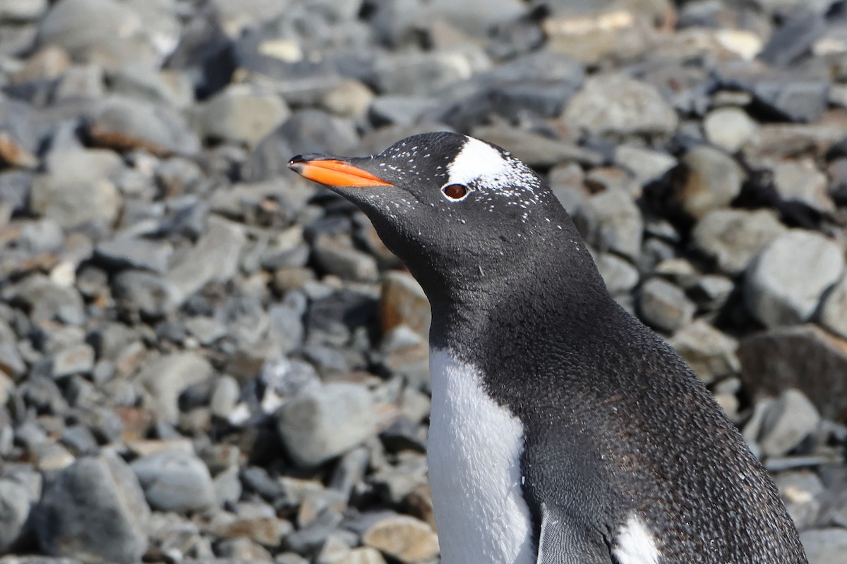 Gentoo Penguin - ML621879075