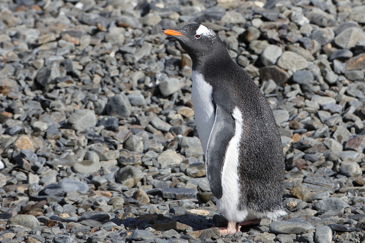 Gentoo Penguin - ML621879077