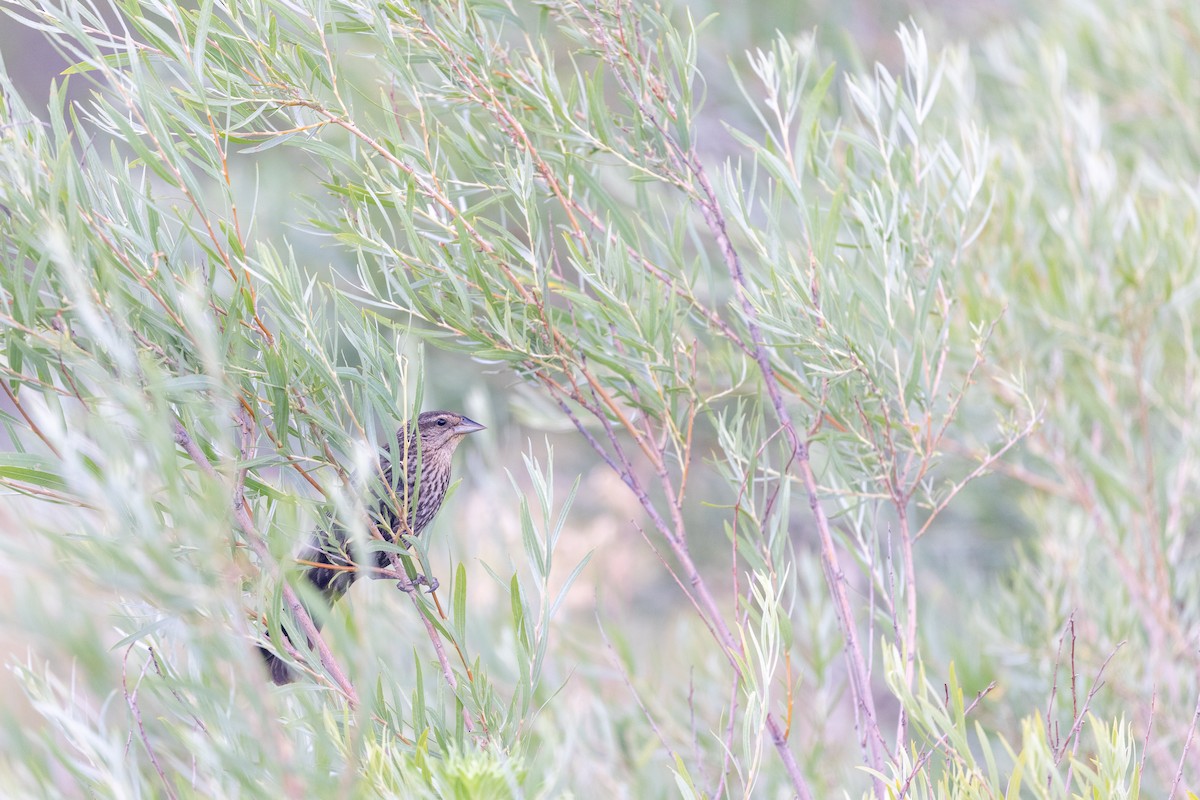 Red-winged Blackbird - Shawn Taylor