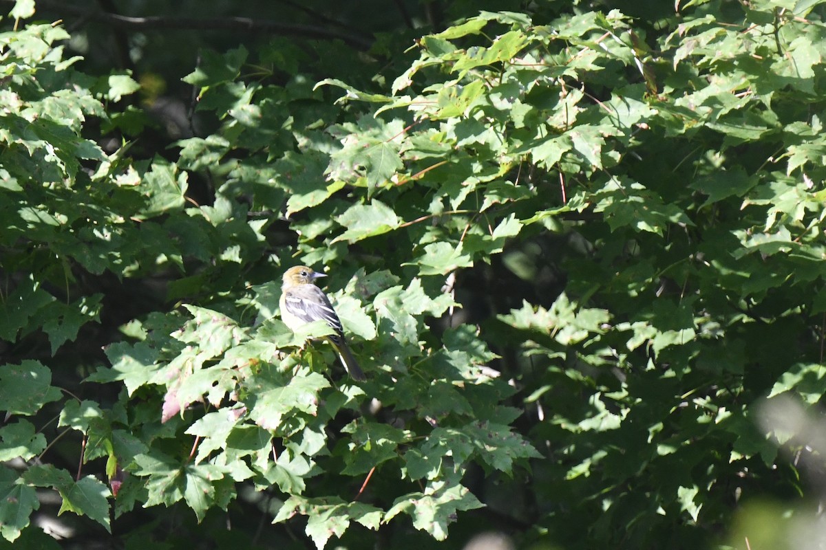 Oriole de Baltimore - ML621879080