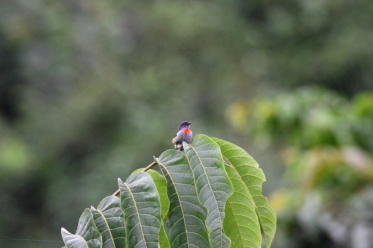 Halmahera Flowerpecker - ML621879085