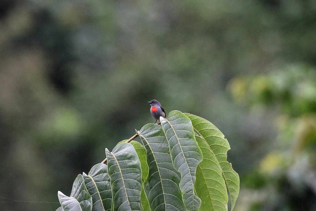 Halmahera Flowerpecker - ML621879086