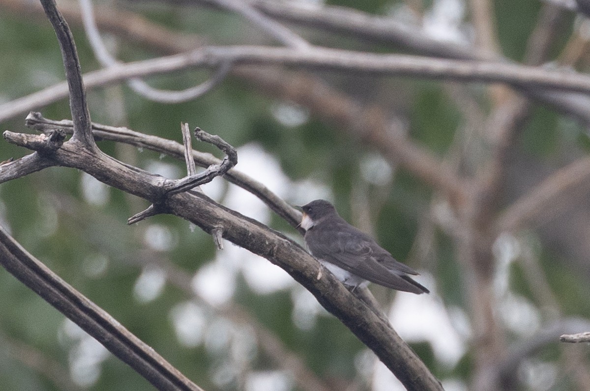 Tree Swallow - ML621879121