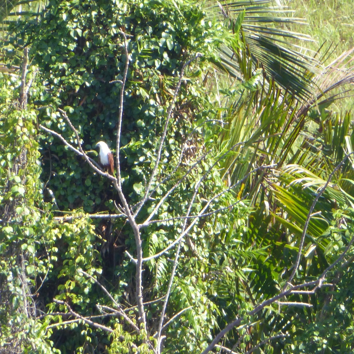 Brahminy Kite - ML621879135