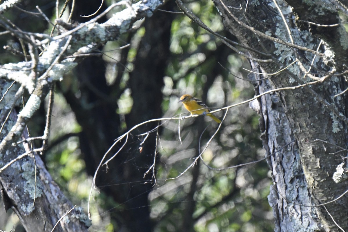 Oriole de Baltimore - ML621879143