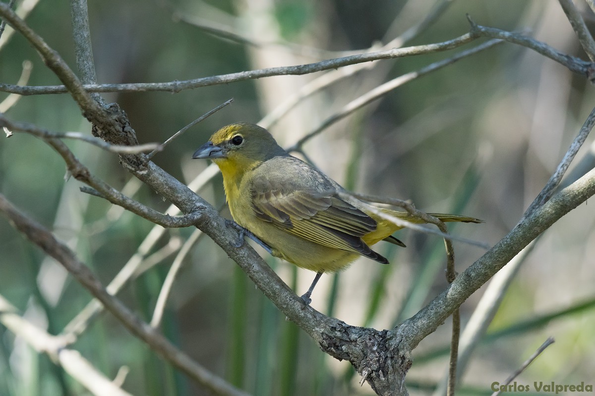 Hepatic Tanager - ML621879144