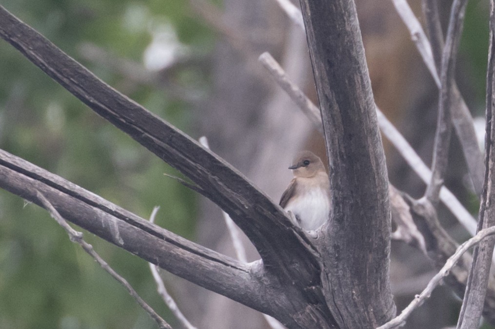 Northern Rough-winged Swallow - ML621879148