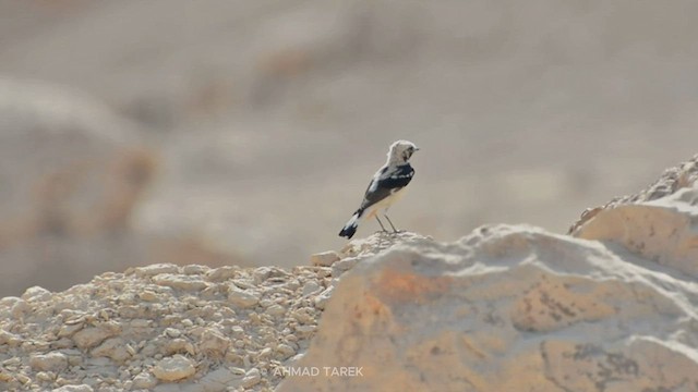 Mourning Wheatear - ML621879155