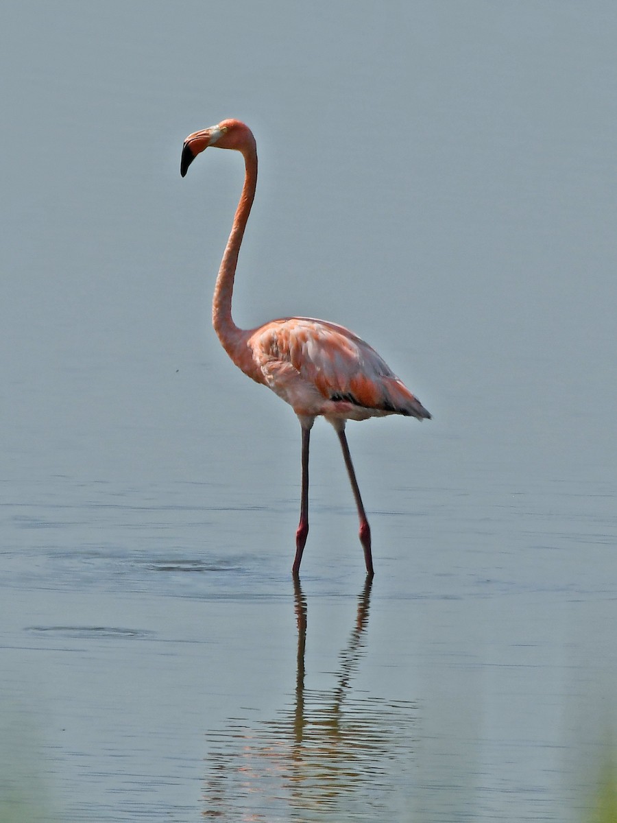 Flamant des Caraïbes - ML621879158