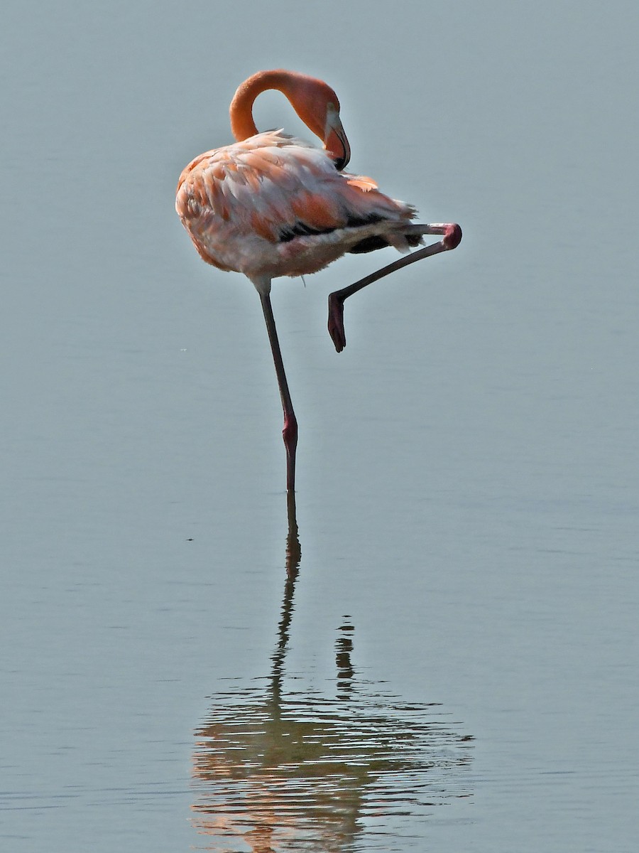 Flamant des Caraïbes - ML621879161