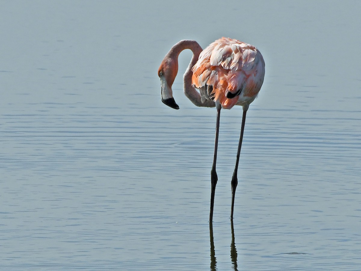 Flamant des Caraïbes - ML621879162