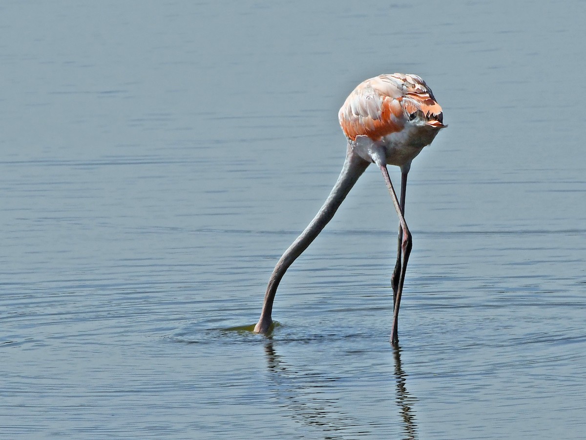 Flamant des Caraïbes - ML621879163
