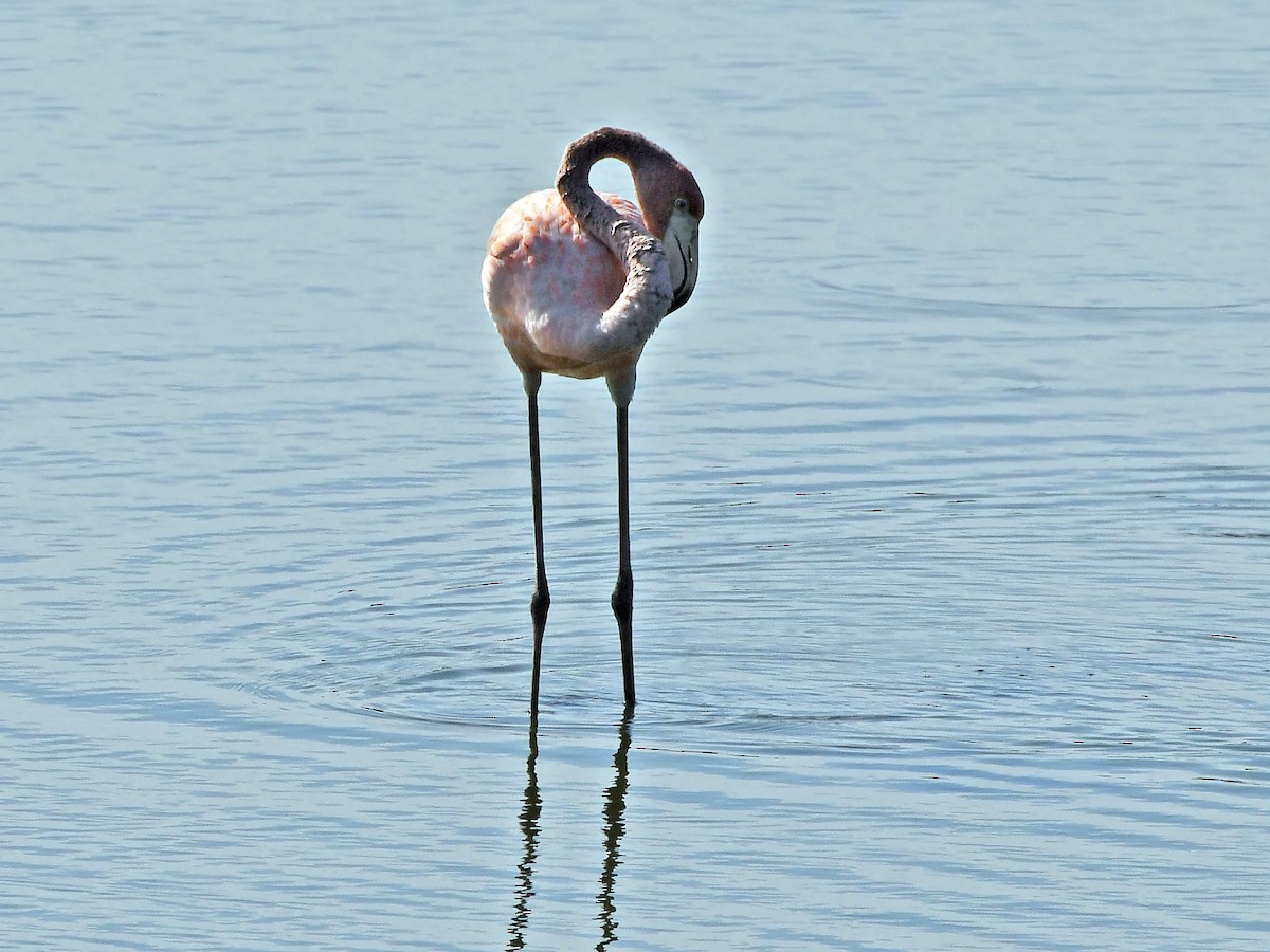 Flamant des Caraïbes - ML621879164