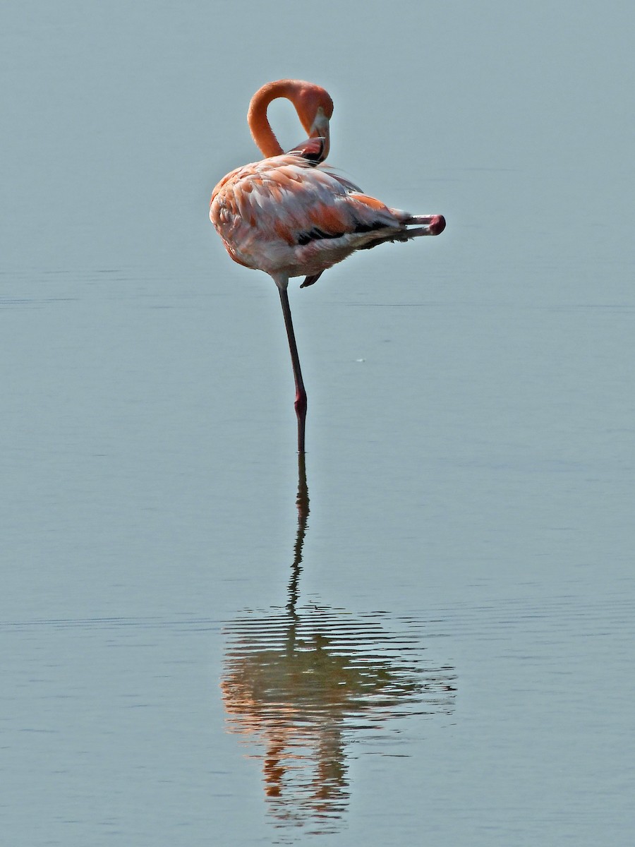 Flamant des Caraïbes - ML621879165