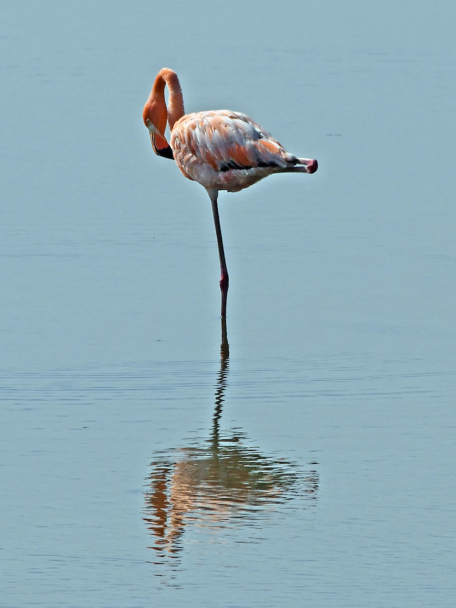 Flamant des Caraïbes - ML621879166