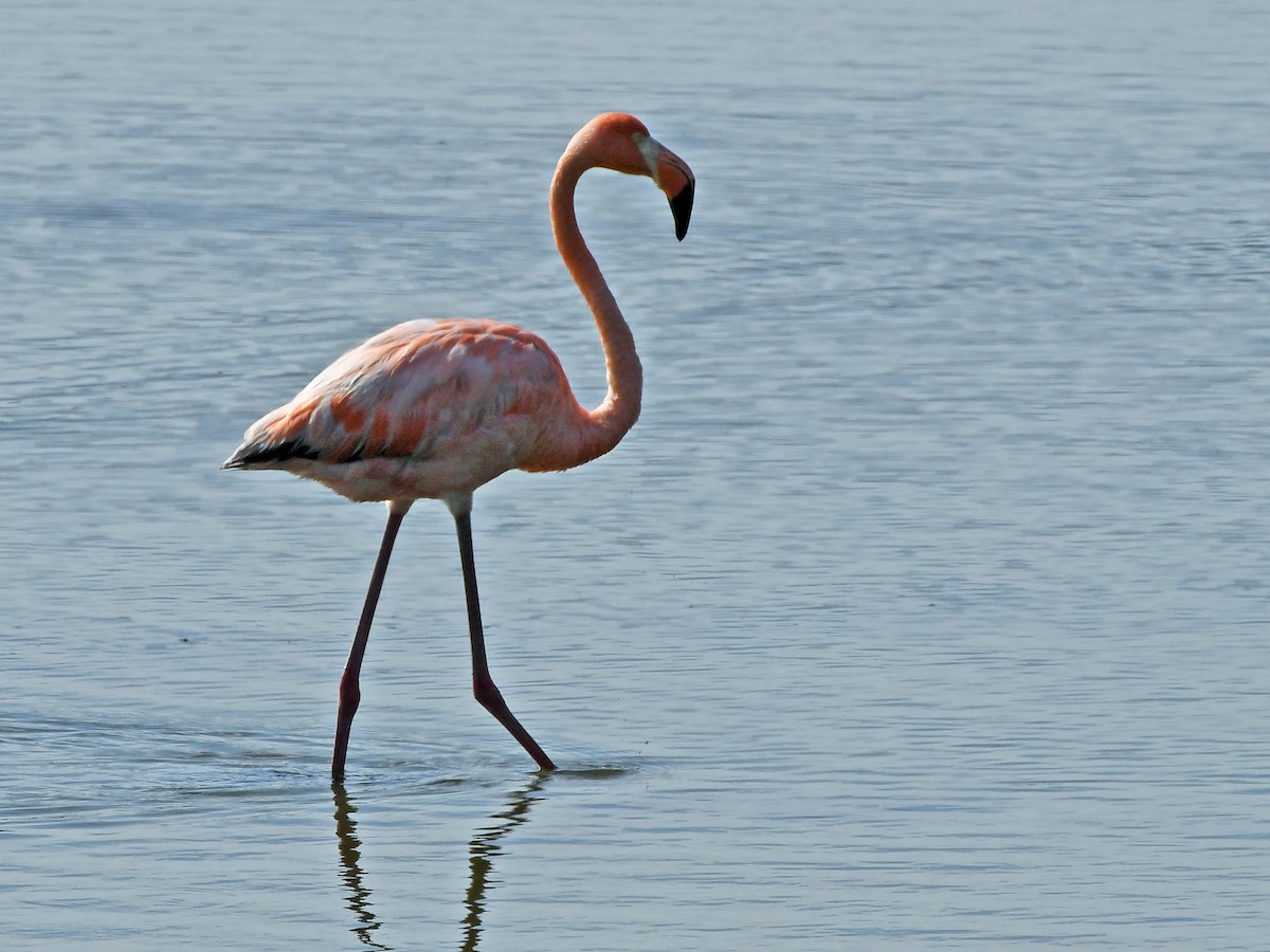 Flamant des Caraïbes - ML621879167