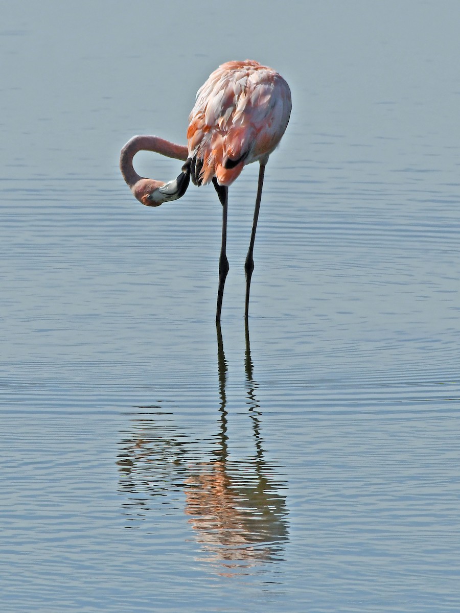 Flamant des Caraïbes - ML621879168