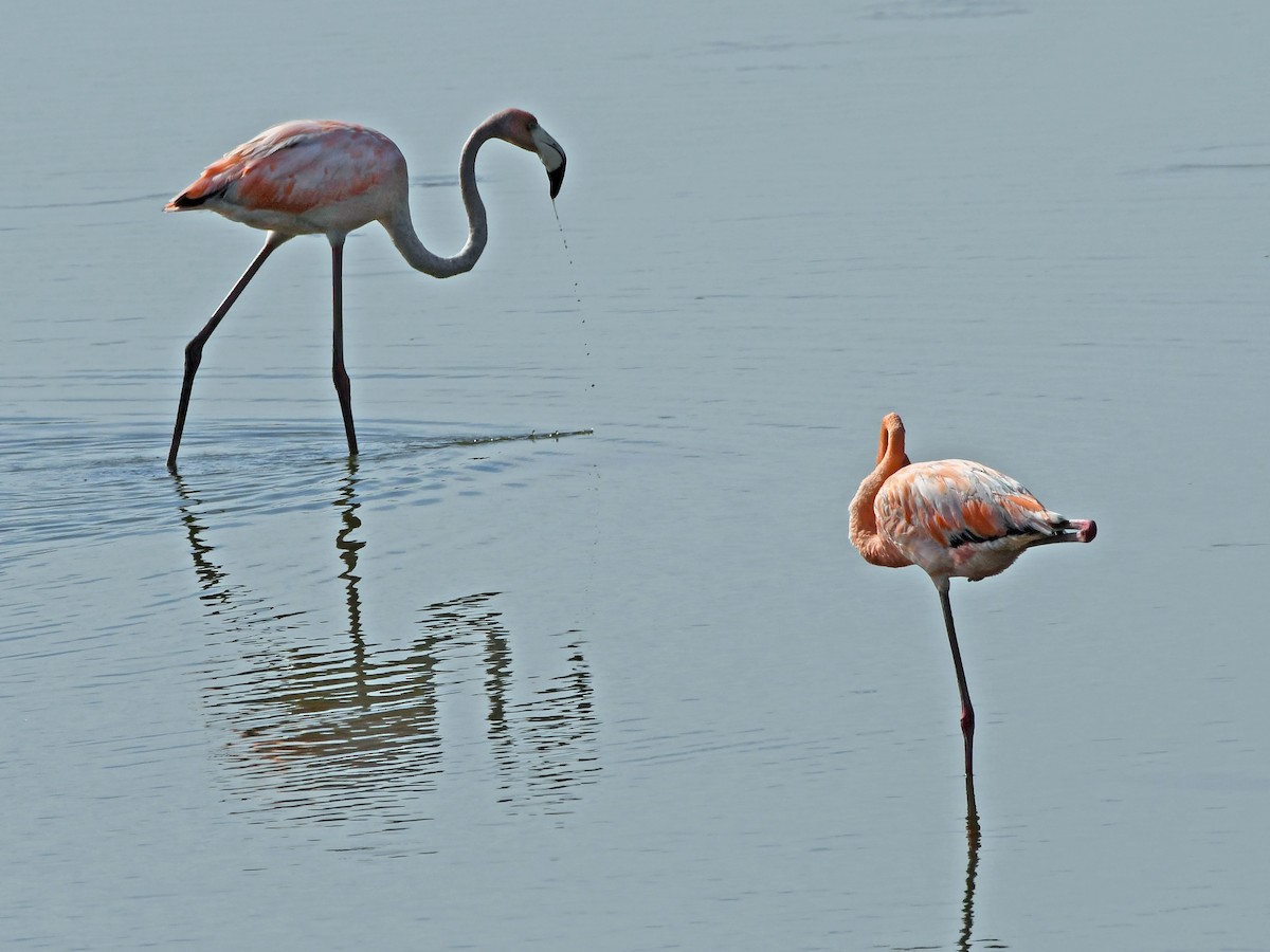 Flamant des Caraïbes - ML621879169