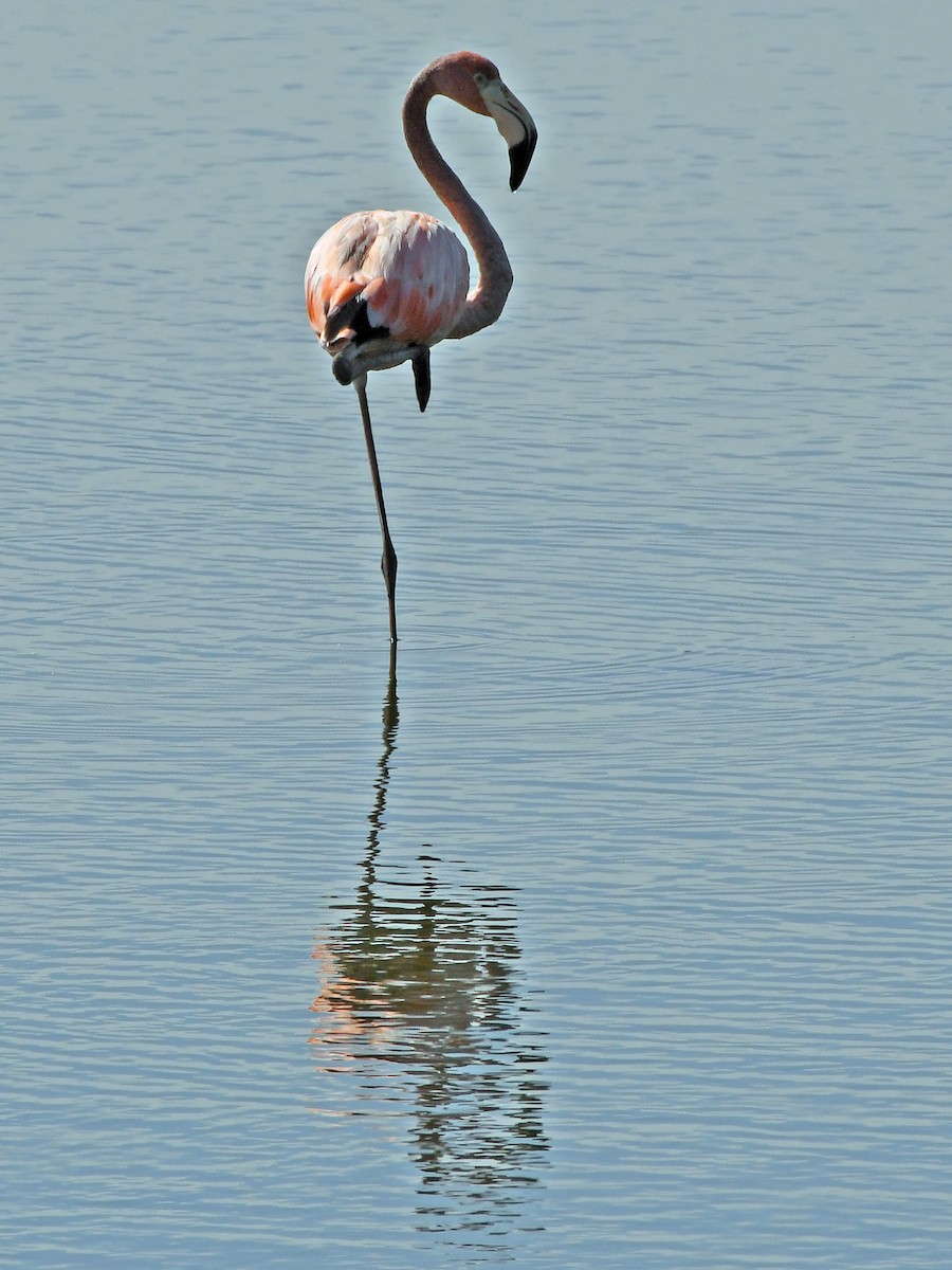 Flamant des Caraïbes - ML621879170