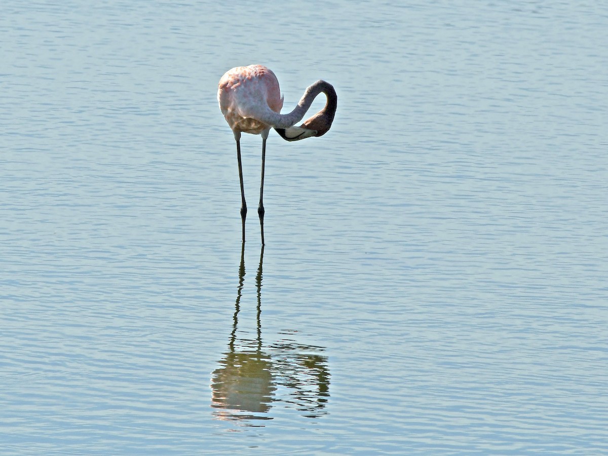 Flamant des Caraïbes - ML621879172