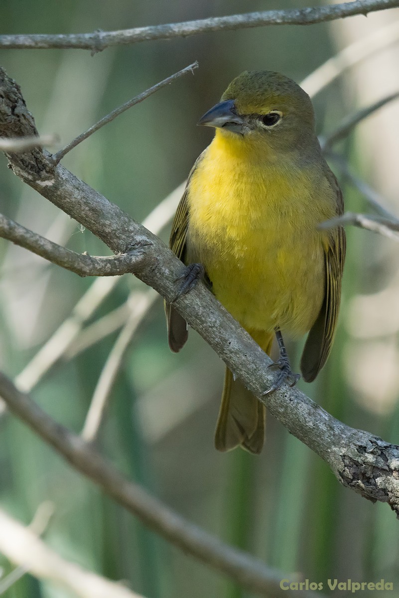 Hepatic Tanager - ML621879175