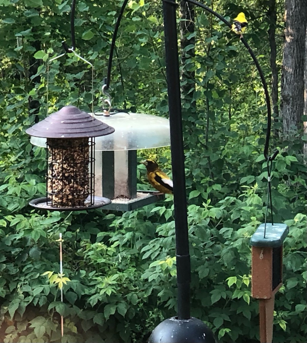 Evening Grosbeak - ML621879178