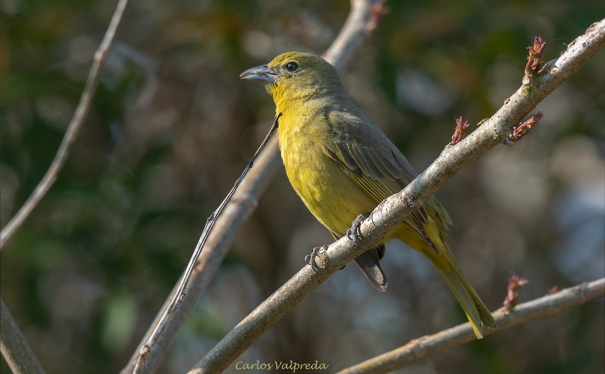 Hepatic Tanager - ML621879184