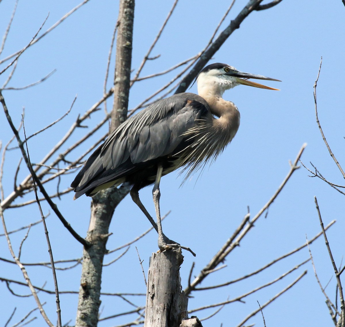 Garza Azulada - ML621879199