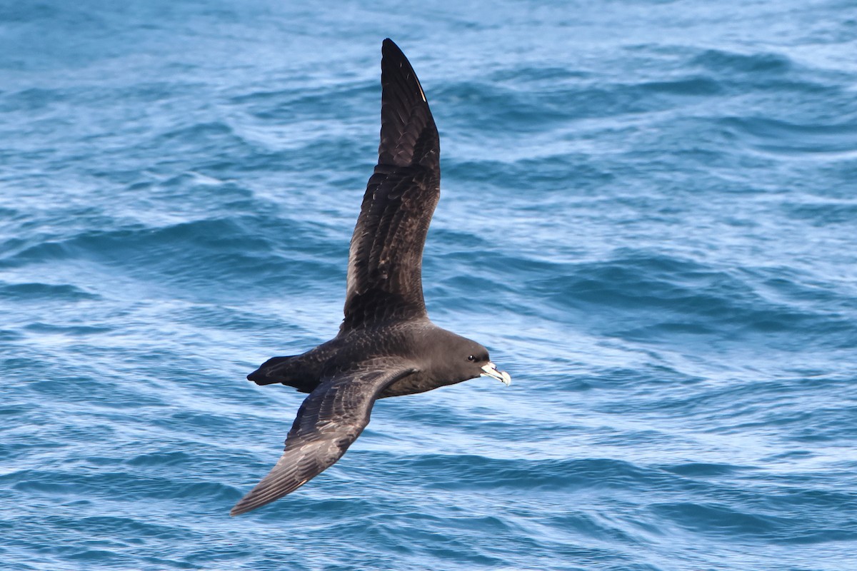 White-chinned Petrel - ML621879213