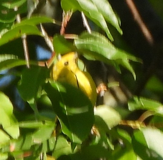 Yellow Warbler - alan murray