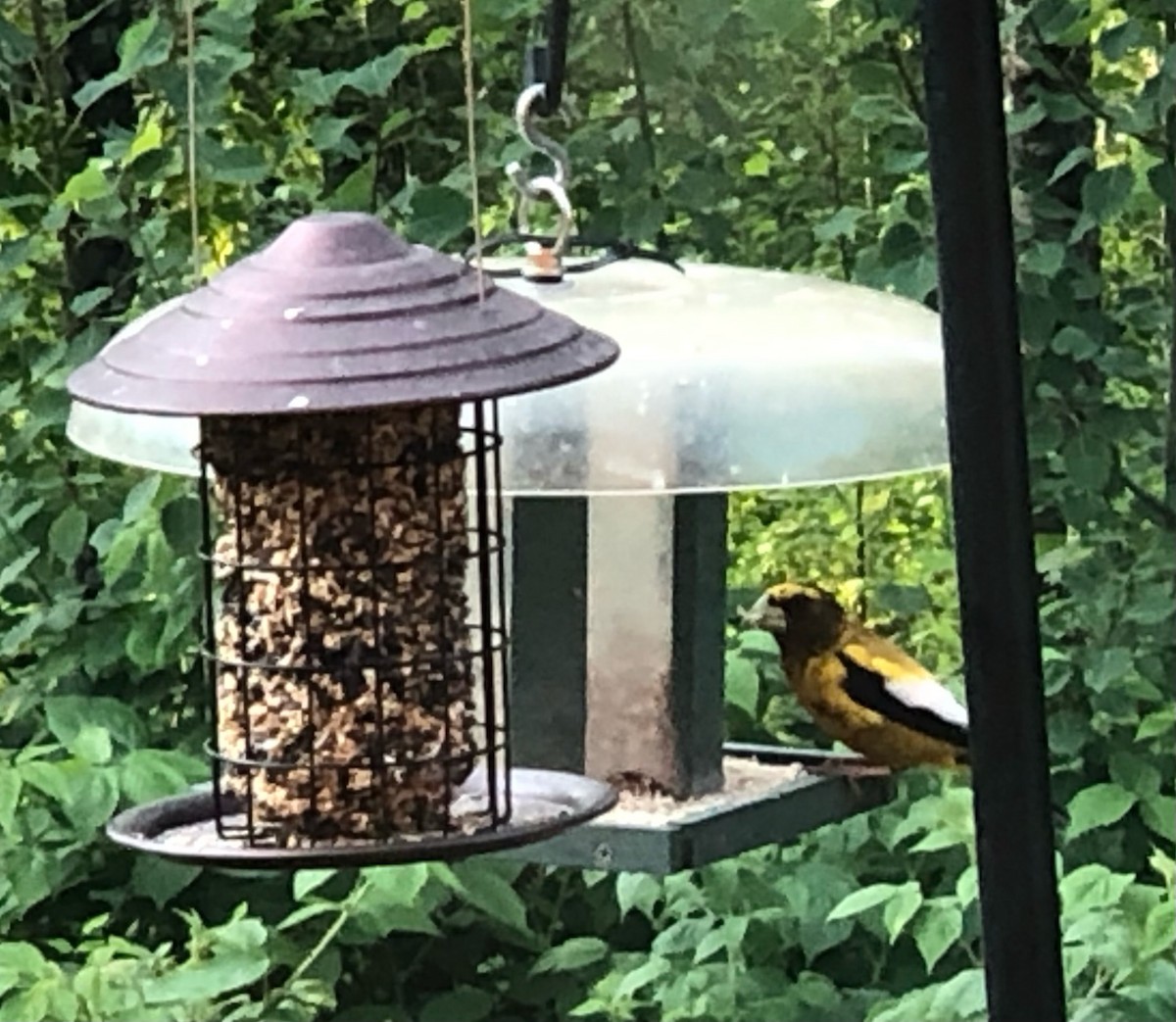 Evening Grosbeak - ML621879215