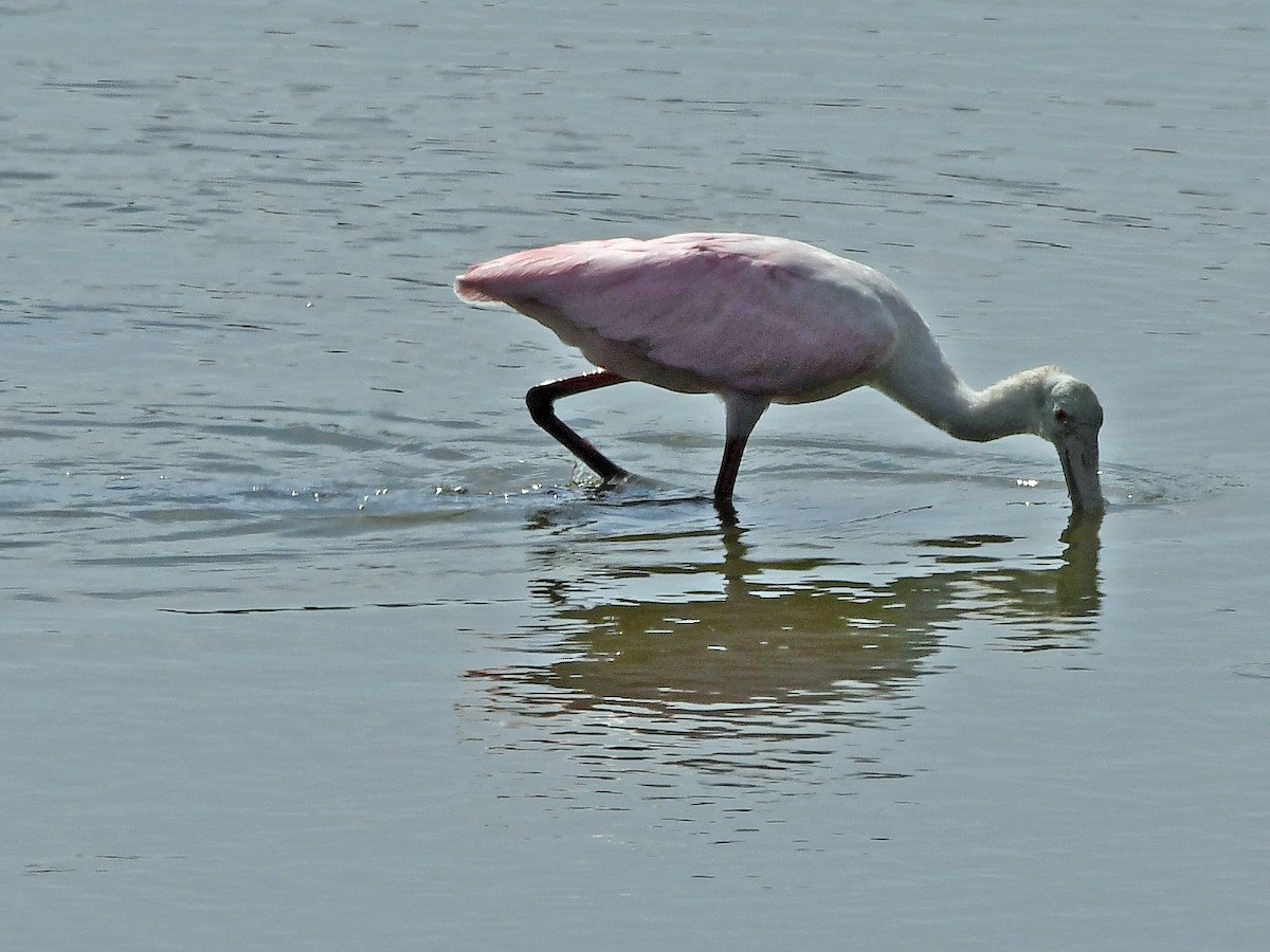 Espátula Rosada - ML621879216